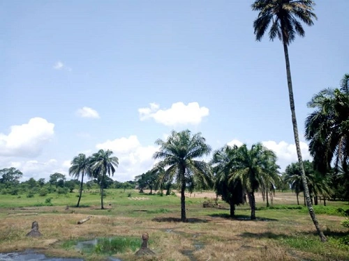 Kaselem tɩ́ŋkɛ bo ícíí nɩ tɩ́mɔ́ɔ́ ta ya ɖɩkpaárɩ yɛ